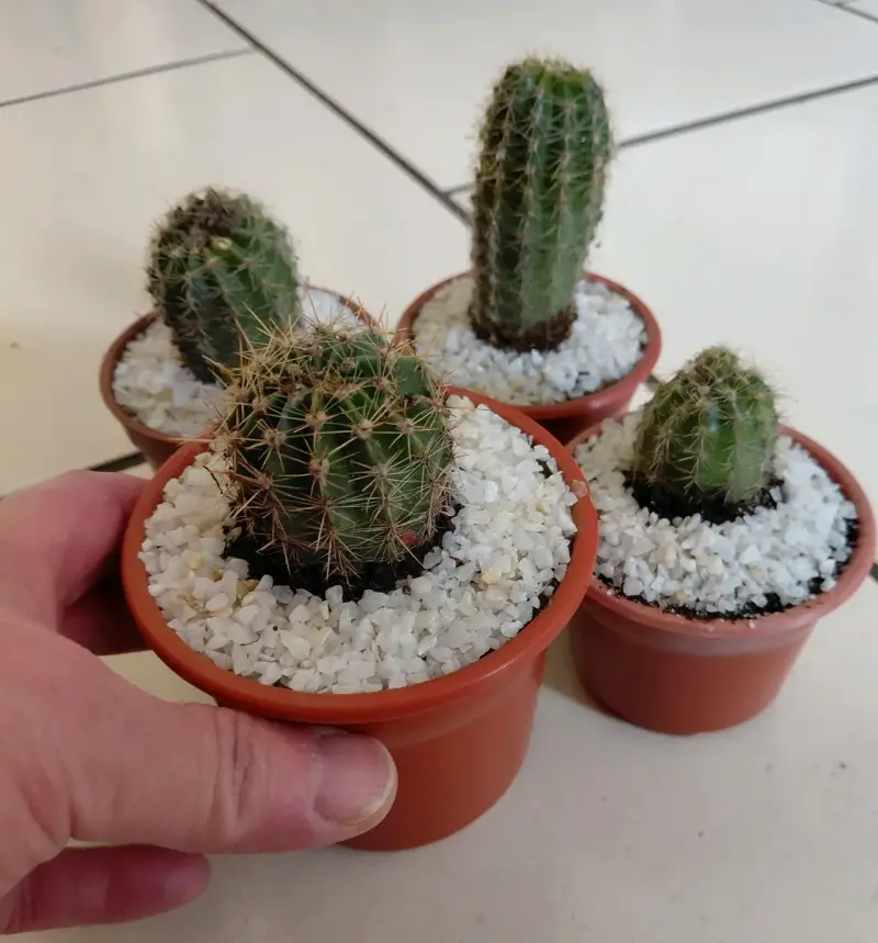 Conjunto de Cactus en Macetas Pequeñas - 1