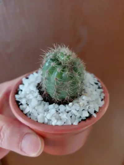 Conjunto de Cactus en Macetas Pequeñas - miniatura 2
