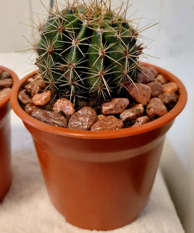 Conjunto de Cactus en Macetas Pequeñas - 3