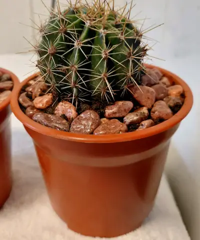 Conjunto de Cactus en Macetas Pequeñas - miniatura 3