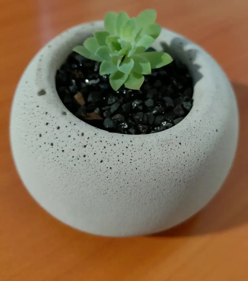 Conjunto de Cactus en Macetas Pequeñas - 6