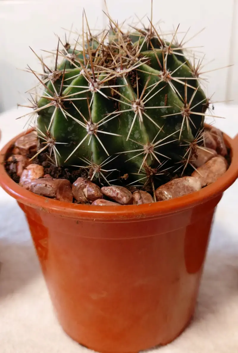 Conjunto de Cactus en Macetas Pequeñas