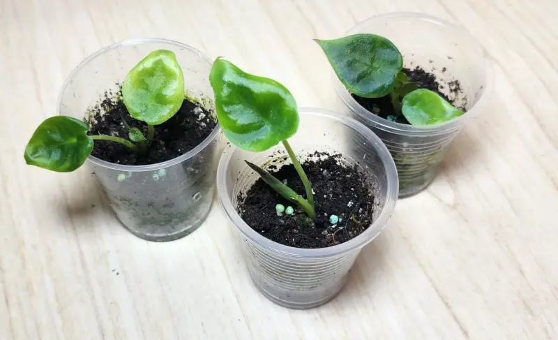 Plántulas de Alocasia Regal Ch en macetas pequeñas