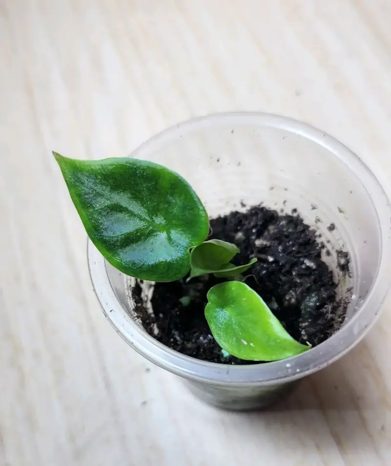 Plántulas de Alocasia Regal Ch en macetas pequeñas - 4
