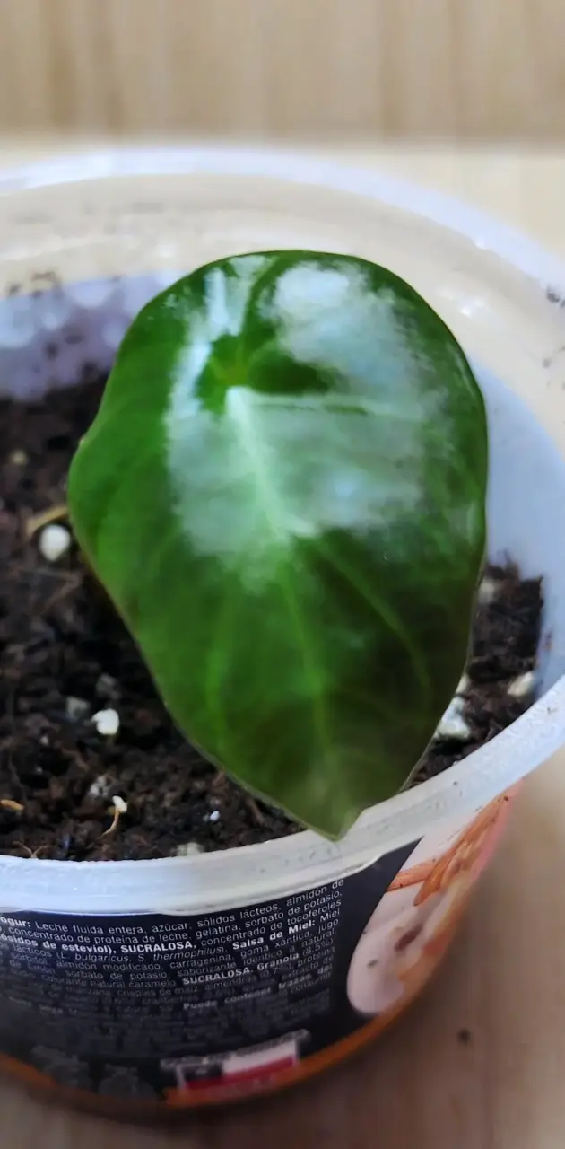 Plántulas de Alocasia Regal Ch en macetas pequeñas - 6