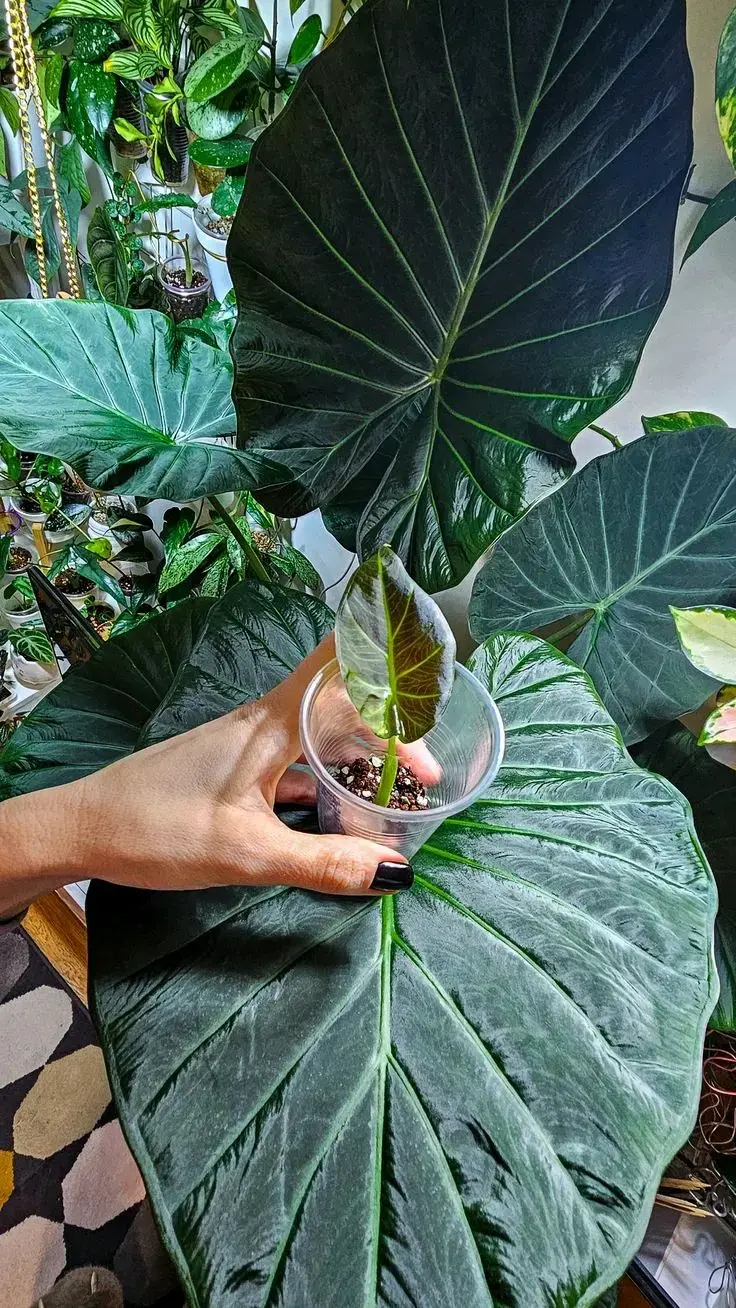 Plántulas de Alocasia Regal Ch en macetas pequeñas