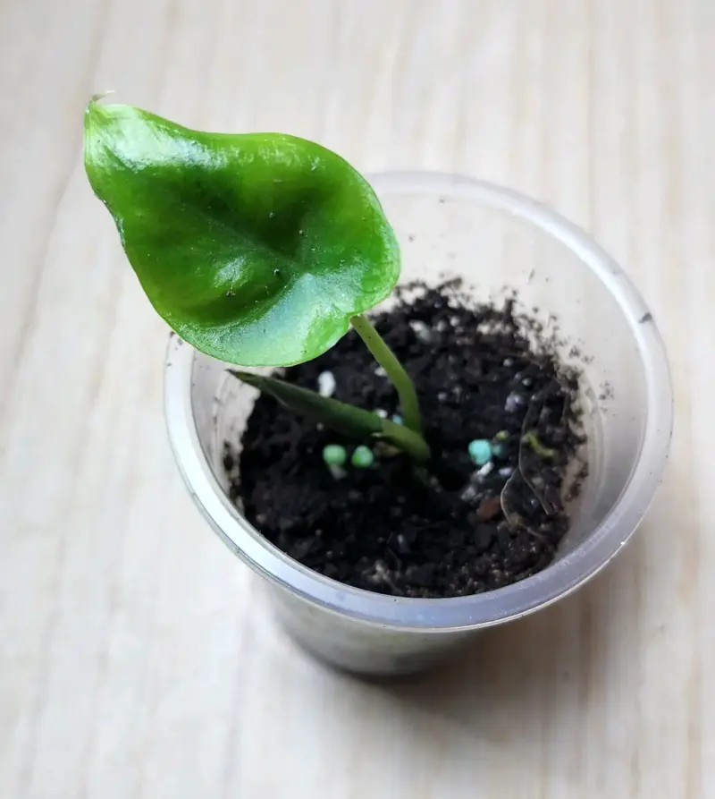 Plántulas de Alocasia Regal Ch en macetas pequeñas - 5