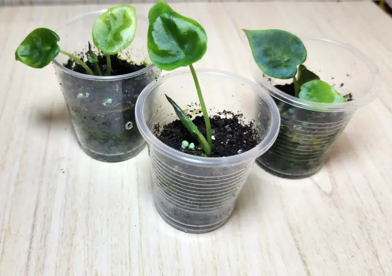 Plántulas de Alocasia Regal Ch en macetas pequeñas - 2
