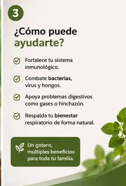 Aceite Esencial de Orégano 10ml para Resfriados - 3