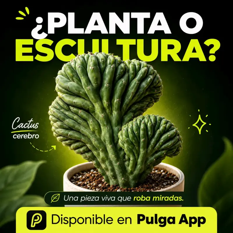 Cactus Cerebro de San Pedro - 1