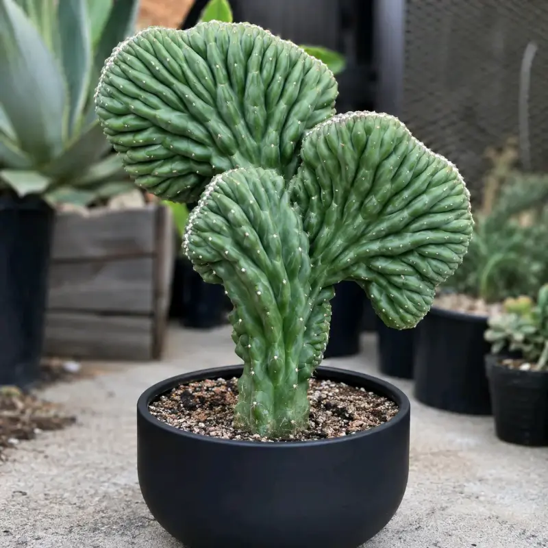 Cactus Cerebro de San Pedro - 3