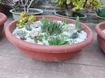 Macetero con suculentas variadas en terracota - miniatura 1