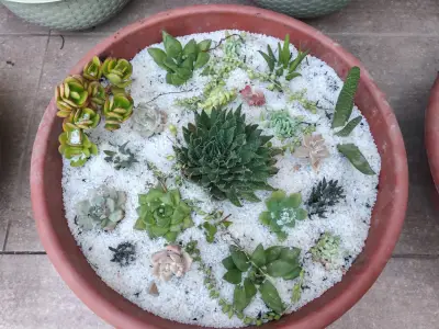 Macetero con suculentas variadas en terracota - miniatura 2