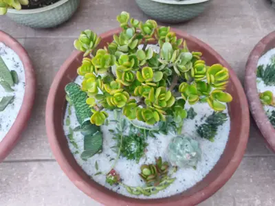 Macetero con suculentas variadas en terracota - miniatura 4
