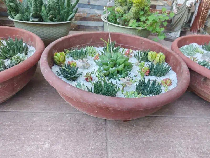 Macetero con suculentas variadas en terracota - 6