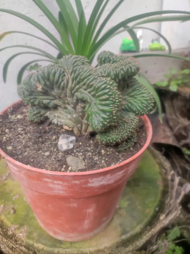 Cactus en maceta de terracota