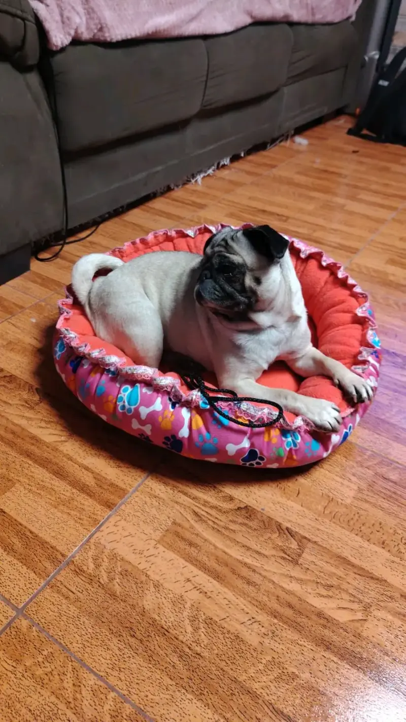 Cama reversible para perros de 90x90 cm - 4