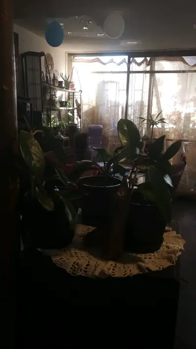 Planta de interior en maceta decorativa - miniatura 1
