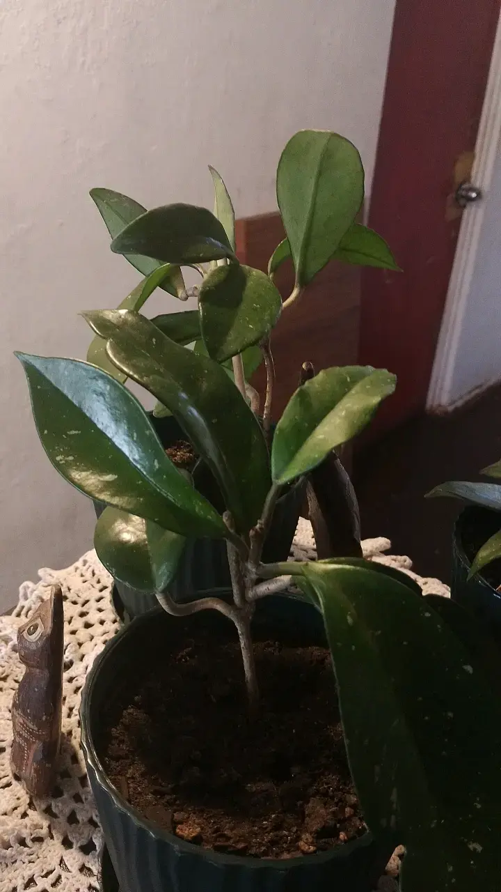 Planta de interior en maceta decorativa - 4