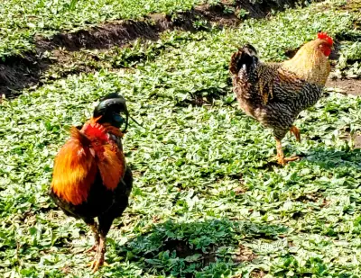 Gallo ave para reproductor o consumo - miniatura 1