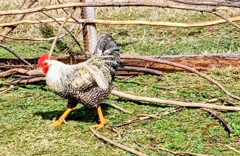 Gallo ave para reproductor o consumo - 2