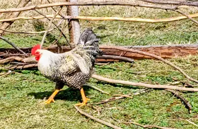 Gallo ave para reproductor o consumo - miniatura 2