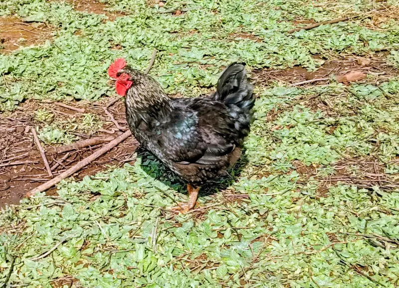 Gallo ave para reproductor o consumo - 3