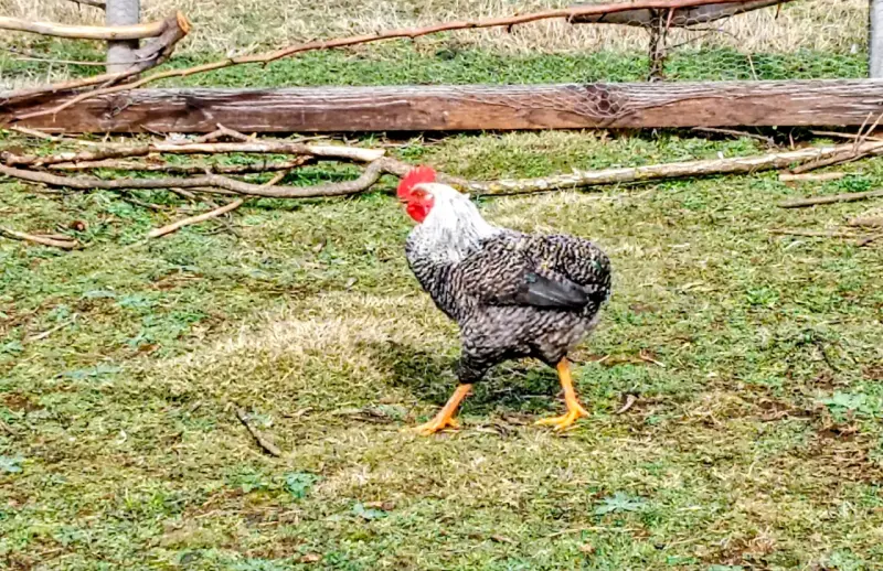Gallo ave para reproductor o consumo - 4