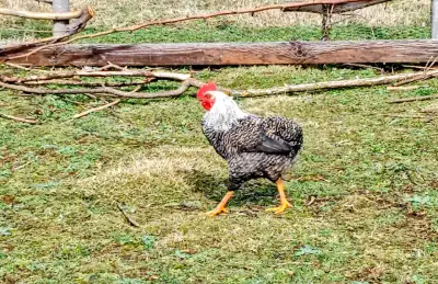 Gallo ave para reproductor o consumo - miniatura 4