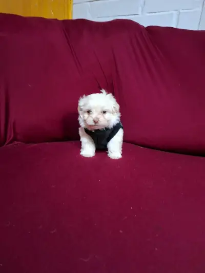 Cachorro Maltés Blanco en Venta - miniatura 1