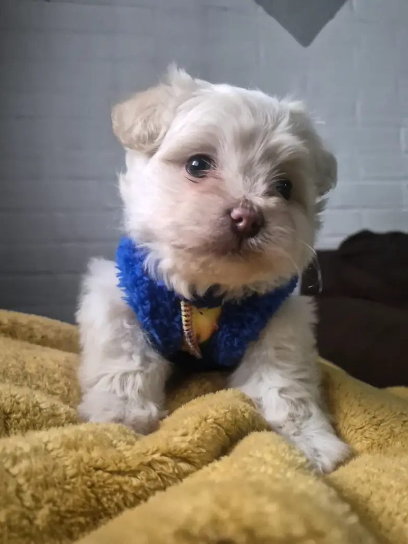 Cachorro Maltés Blanco en Venta - 2