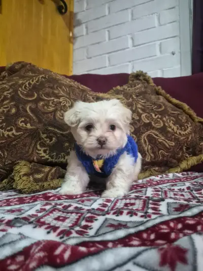 Cachorro Maltés Blanco en Venta - miniatura 3