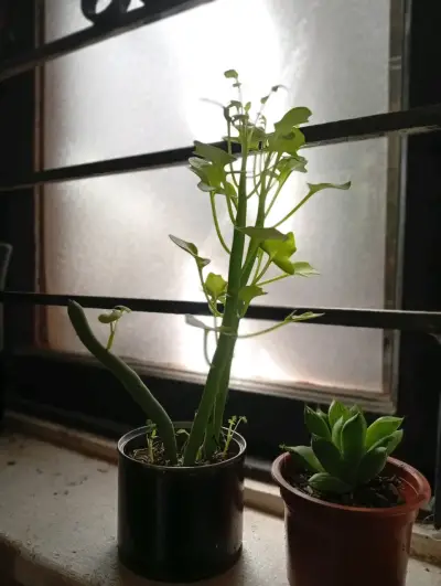 Planta de interior Senecios en maceta pequeña - miniatura 1