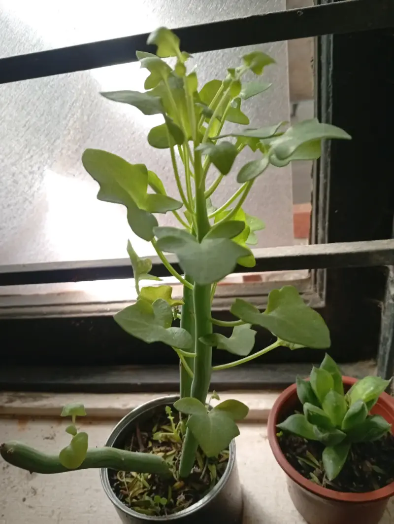 Planta de interior Senecios en maceta pequeña - 2