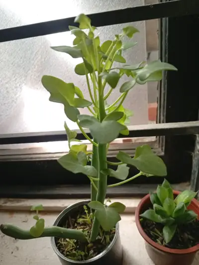 Planta de interior Senecios en maceta pequeña - miniatura 2