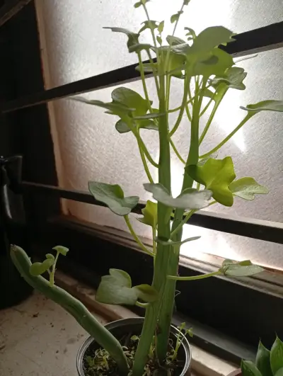 Planta de interior Senecios en maceta pequeña - miniatura 3