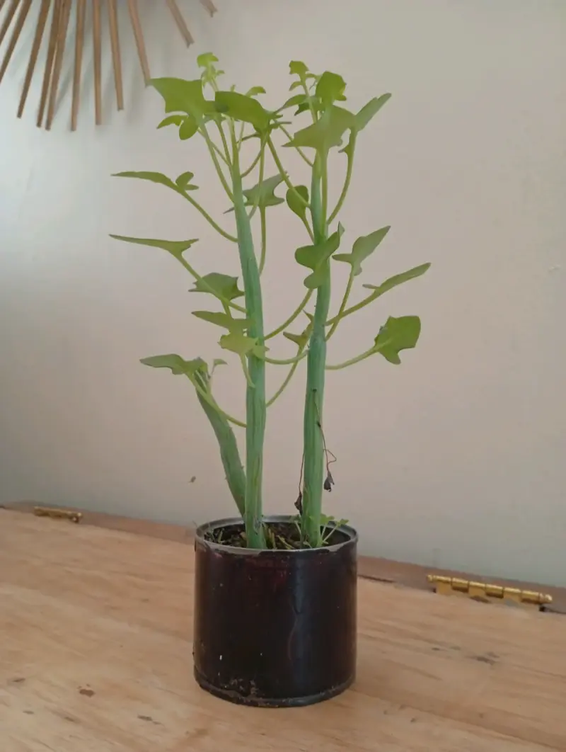 Planta de interior Senecios en maceta pequeña - 4