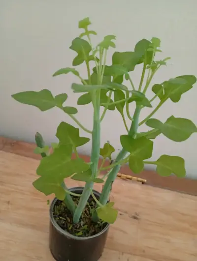 Planta de interior Senecios en maceta pequeña - miniatura 5