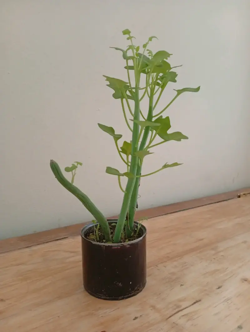 Planta de interior Senecios en maceta pequeña - 6