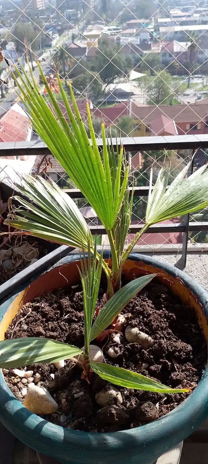 Palmera en maceta de cerámica verde - 1