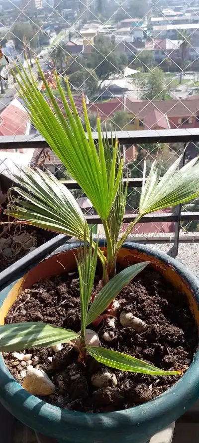 Palmera en maceta de cerámica verde - miniatura 1