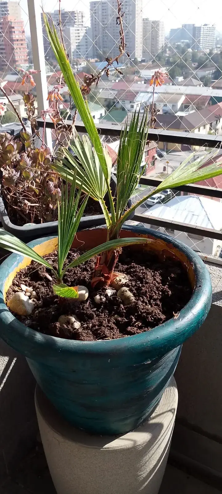 Palmera en maceta de cerámica verde - 2