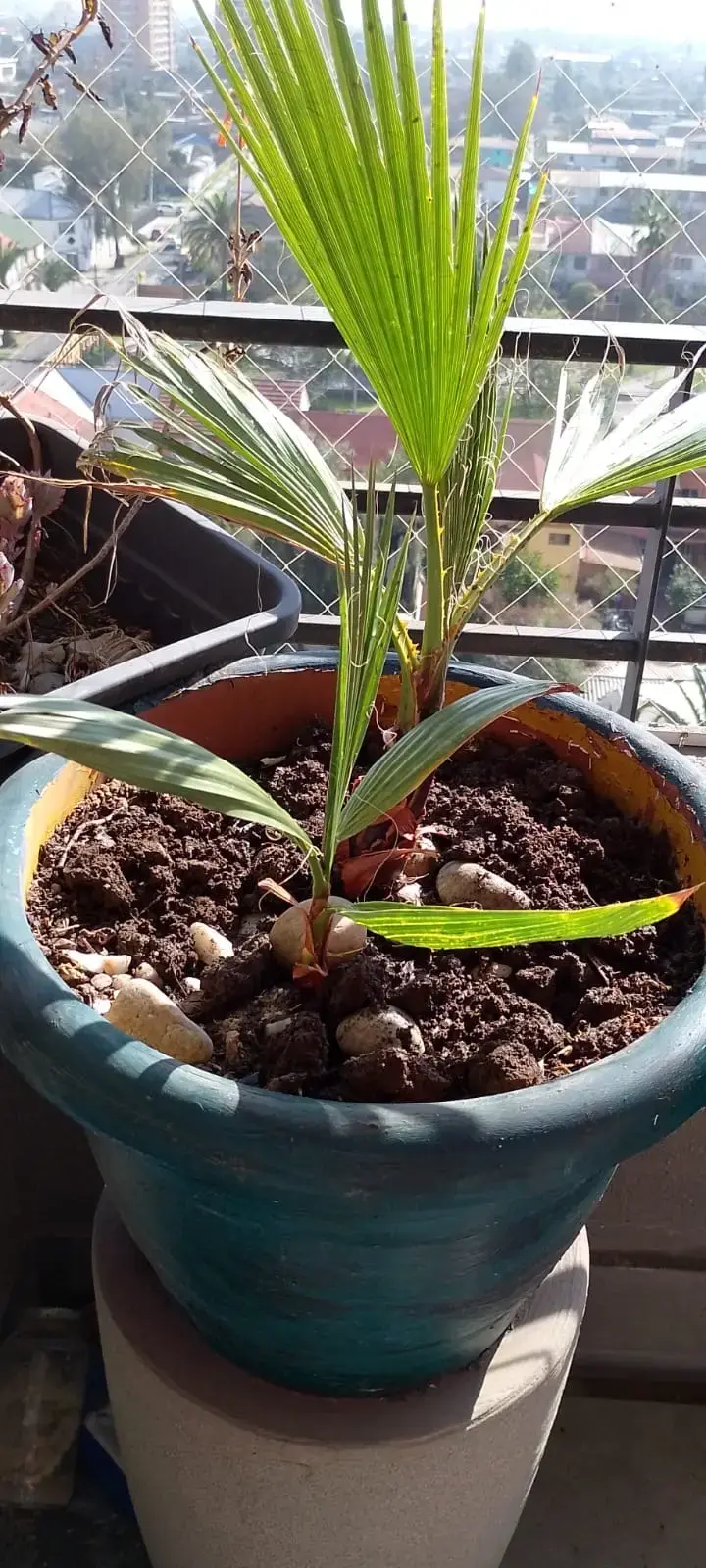 Palmera en maceta de cerámica verde - 4