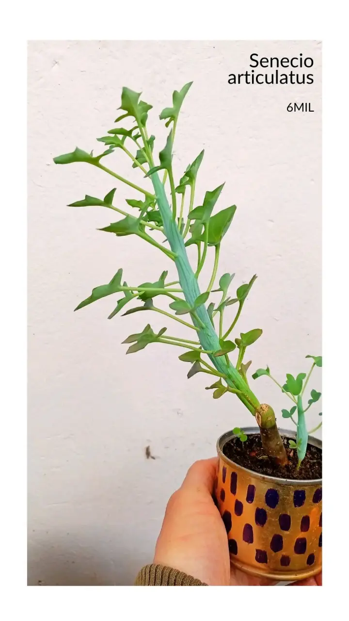 Planta Senecio articulatus en maceta decorativa - 1