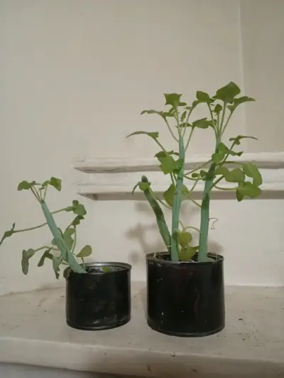 Planta Senecio articulatus en maceta decorativa - miniatura 2