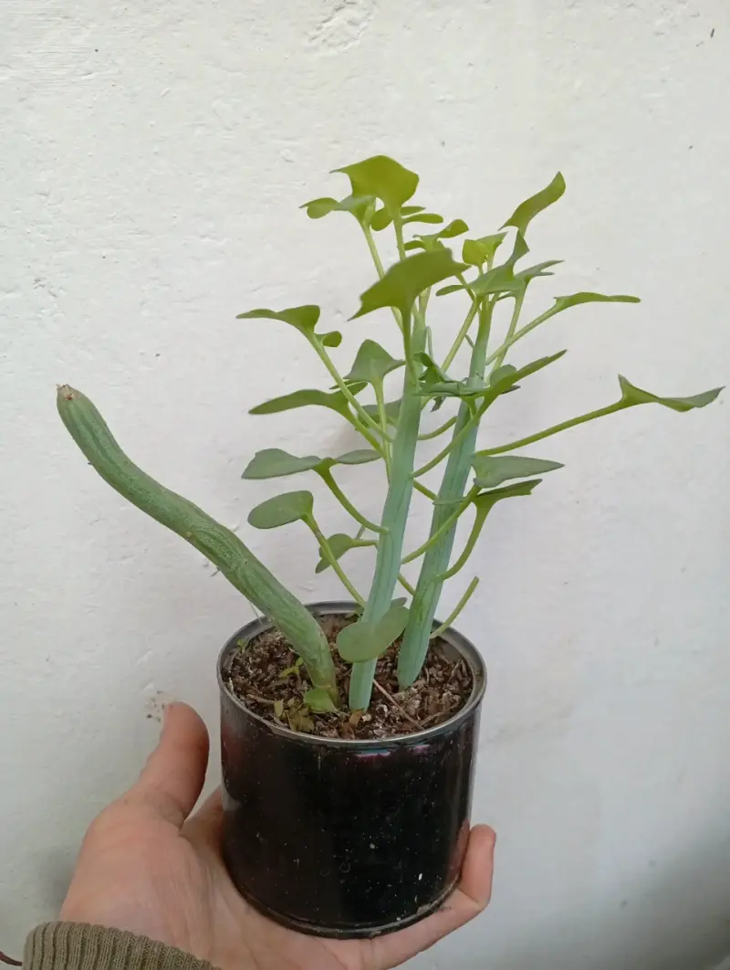 Planta Senecio articulatus en maceta decorativa - 3