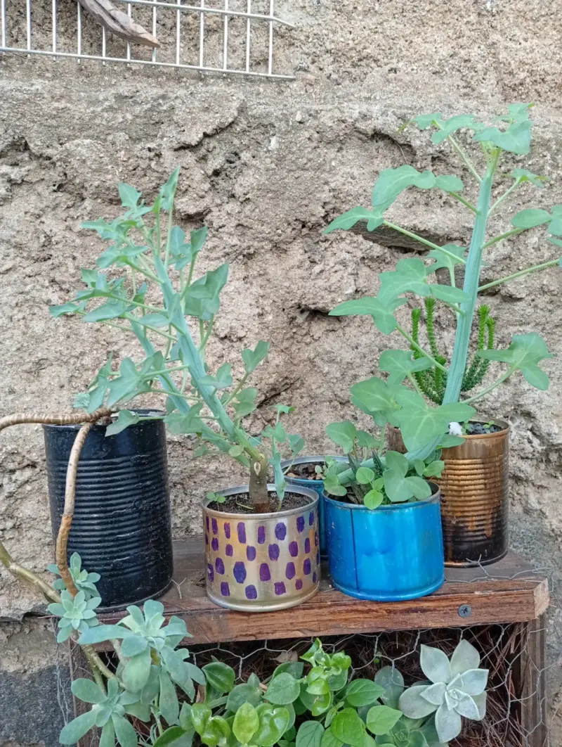 Planta Senecio articulatus en maceta decorativa - 4