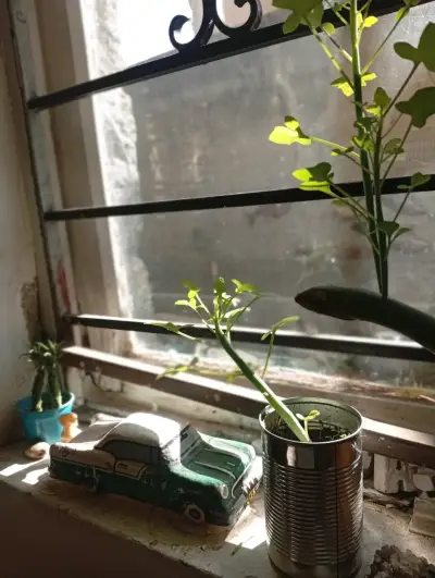 Planta Senecio articulatus en maceta decorativa - miniatura 5