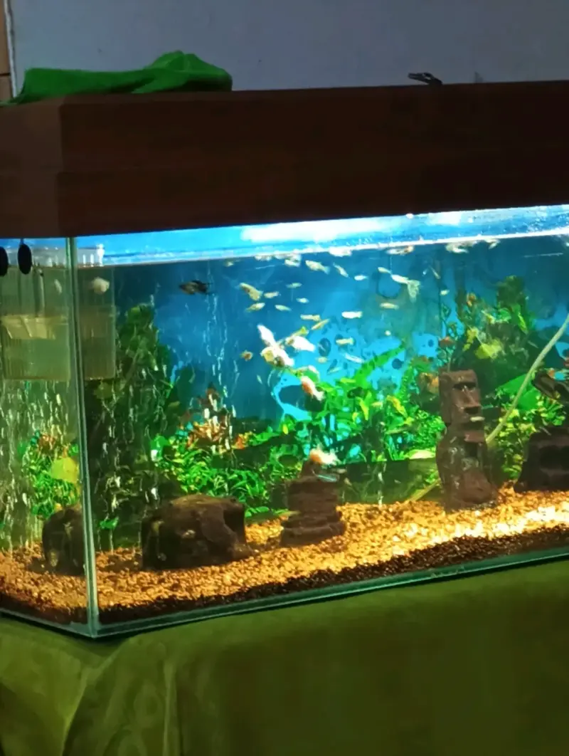 Acuario grande con decoración y peces - 1