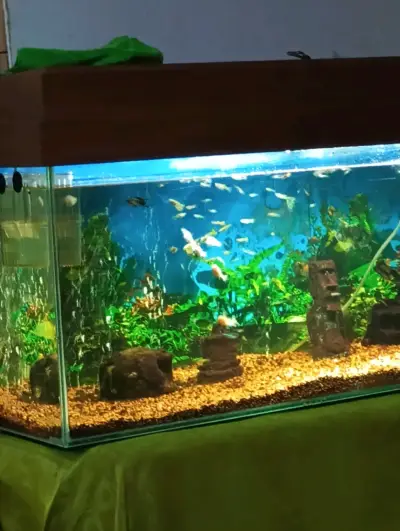 Acuario grande con decoración y peces - miniatura 1